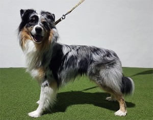 Duke klein