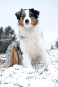 Aussie blue merle schnee