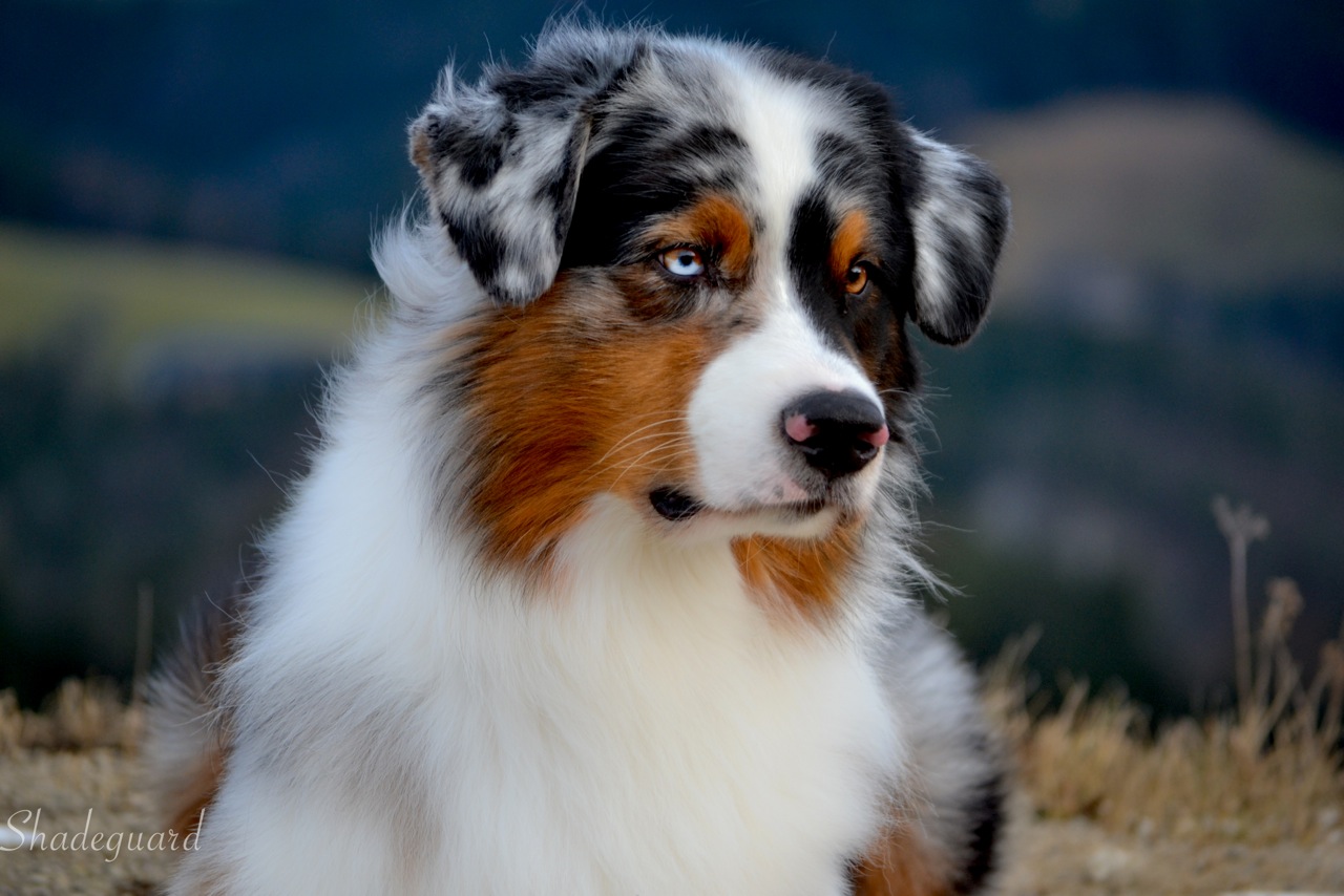 Z chterliste Australian Shepherd Australian Shepherds Of Austria